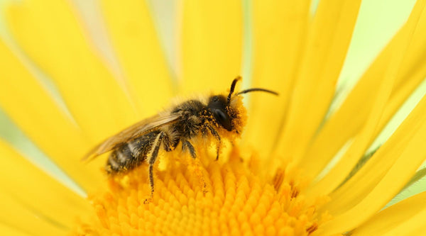 Keeping Bees Away from Your Hummingbird Feeder - Pop's Birding