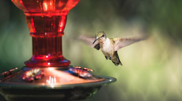 A Practical Guide to Cleaning your Hummingbird Feeders - Pop's Birding