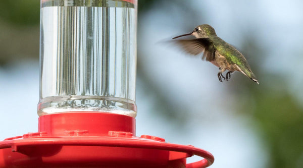 DIY Hummingbird Nectar Recipe: Easy at Home Recipe - Pop's Birding