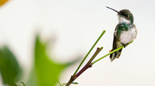 How to Attract Hummingbirds to your Backyard - Pop's Birding