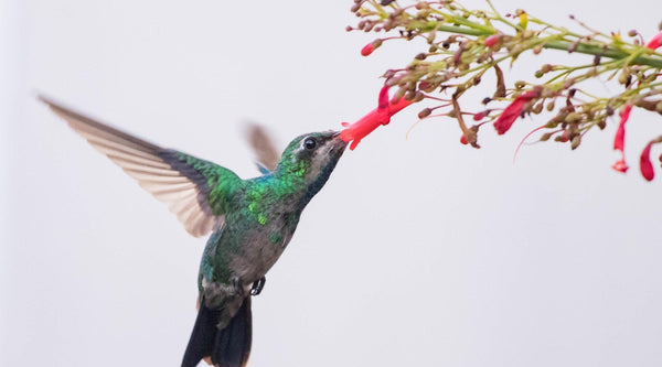 How to Create the Ultimate Hummingbird Sanctuary - Pop's Birding