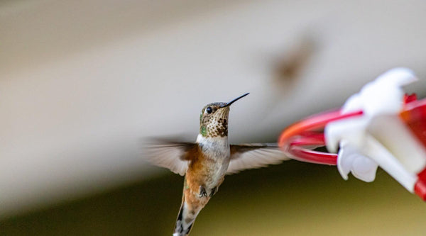 How to Keep Ants Away from your Hummingbird Feeders - Pop's Birding