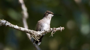 The Hummingbird Highway: Species Across the US