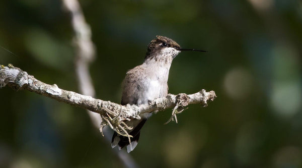 The Hummingbird Highway: Species Across the US - Pop's Birding