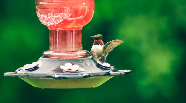 Maintaining Freshness: Changing your Nectar Regularly - Pop's Birding