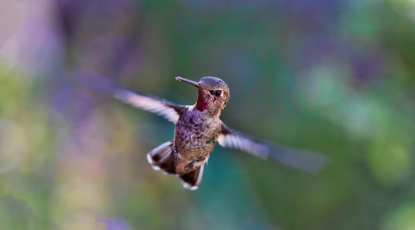 The Extraordinary Journey of Hummingbird Migration - Pop's Birding