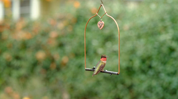 Where to Hang your Hummingbird Swing - Pop's Birding