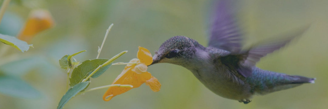 Hummingbird Nectar - Pop's Birding