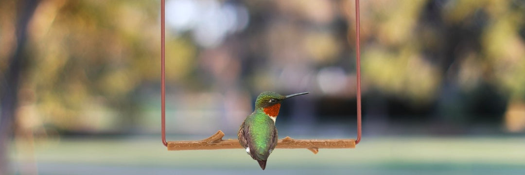 Hummingbird Swings - Pop's Birding