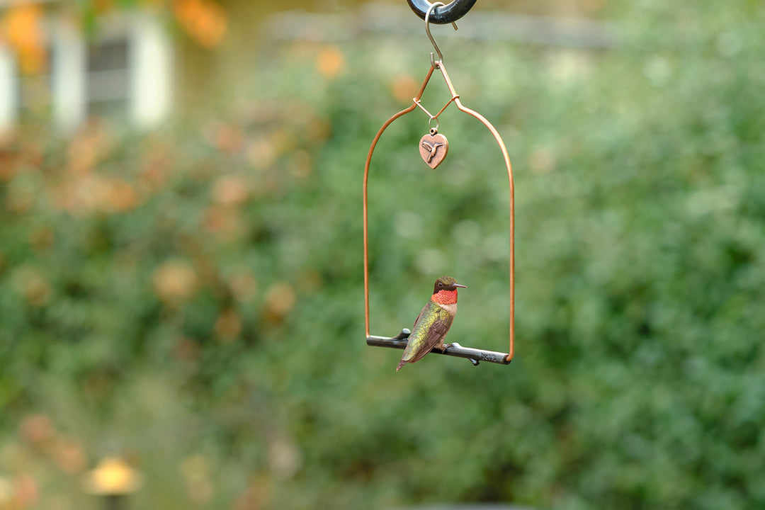 Hummingbird Swings – Pop's Birding